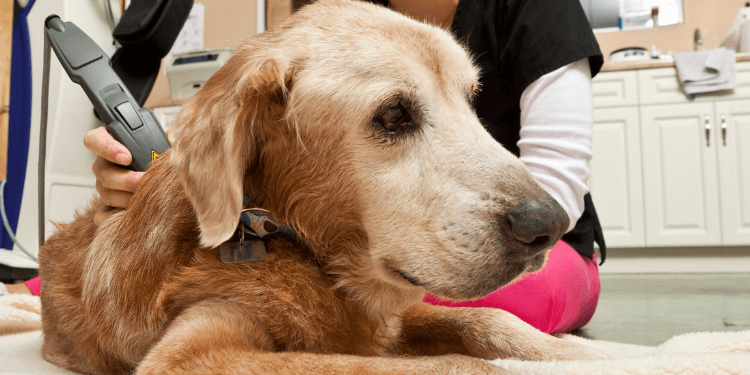 home laser therapy for dogs
