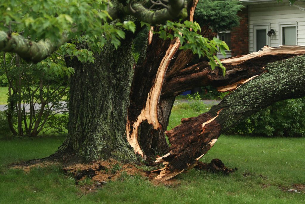 tree surgeon wilmslow
