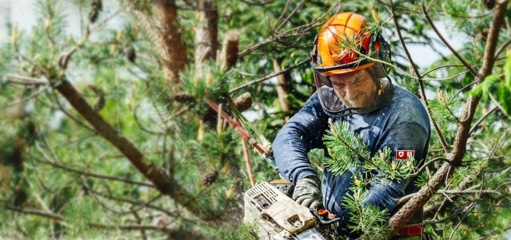 Tree Surgery Services
